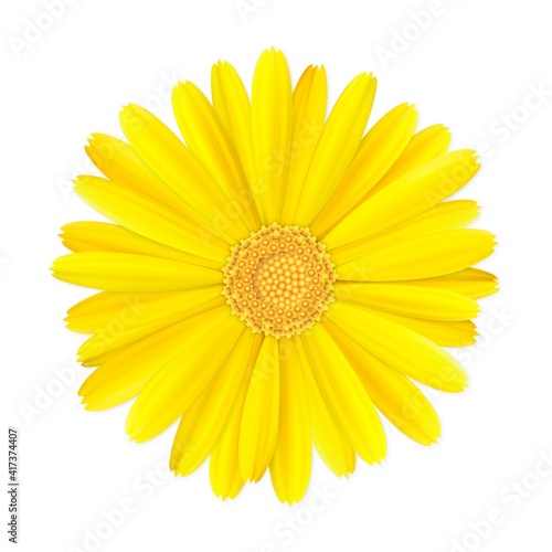 top view of realistic 3d orange and yellow calendula or marigold flower bud isolated on white background, stock vector illustration design element for design