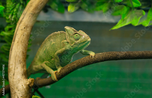 Chameleon   sits on a branch .Protection animals concept .