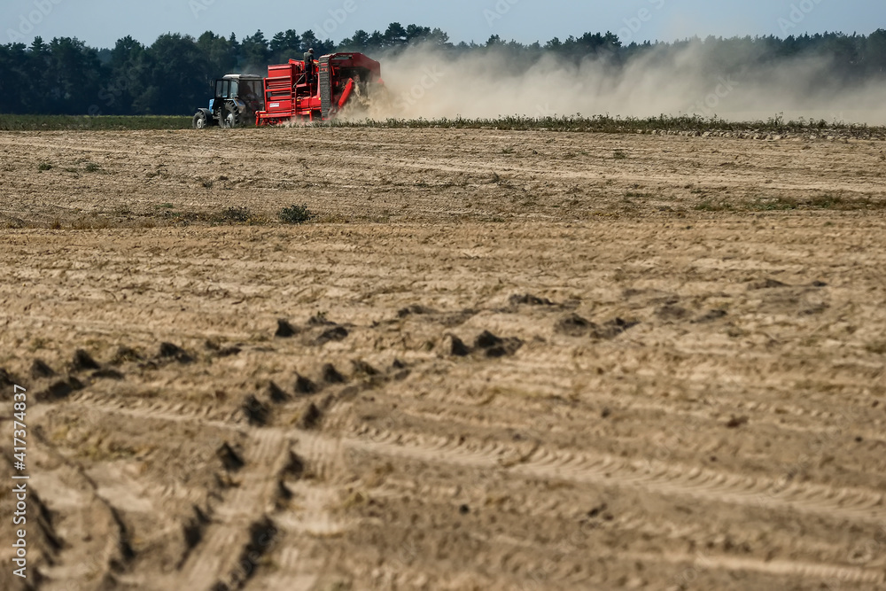 Fototapeta premium The combine harvests potatoes in the field. Kyiv region, Ukraine. August 2014