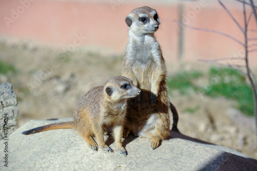 Erdmännchen im Stadtpark Lahr 