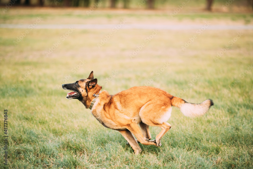 Malinois Dog Play Jumping Running Outdoor In Park. Belgian Sheepdog Are Active, Intelligent, Friendly, Protective, Alert And Hard-working. Belgium, Chien De Berger Belge Dog Malinois Dog Play Jumping Running Outdoor In Park. Belgian Sheepdog Are Active, Intelligent, Friendly, Protective, Alert And Hard-working. Belgium, Chien De Berger Belge Dog