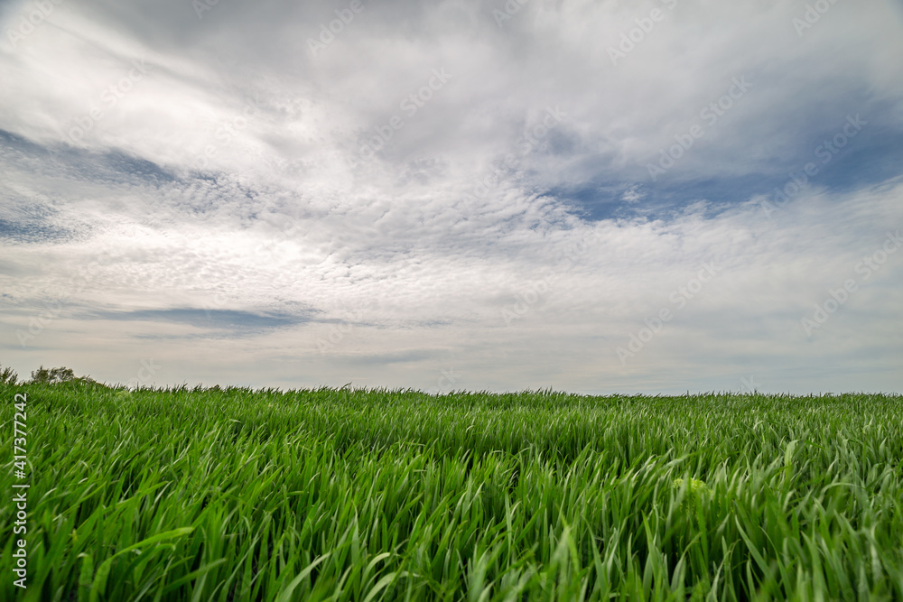 Rural summer landscape. Green field of wheat and blue sky on farm. Green meadow. Nature landscape, wilderness. Agriculture. Countryside outdoors, scenic view. Rural summer landscape. Green field of wheat and blue sky on farm. Green meadow. Nature landscape, wilderness. Agriculture. Countryside outdoors, scenic view.
