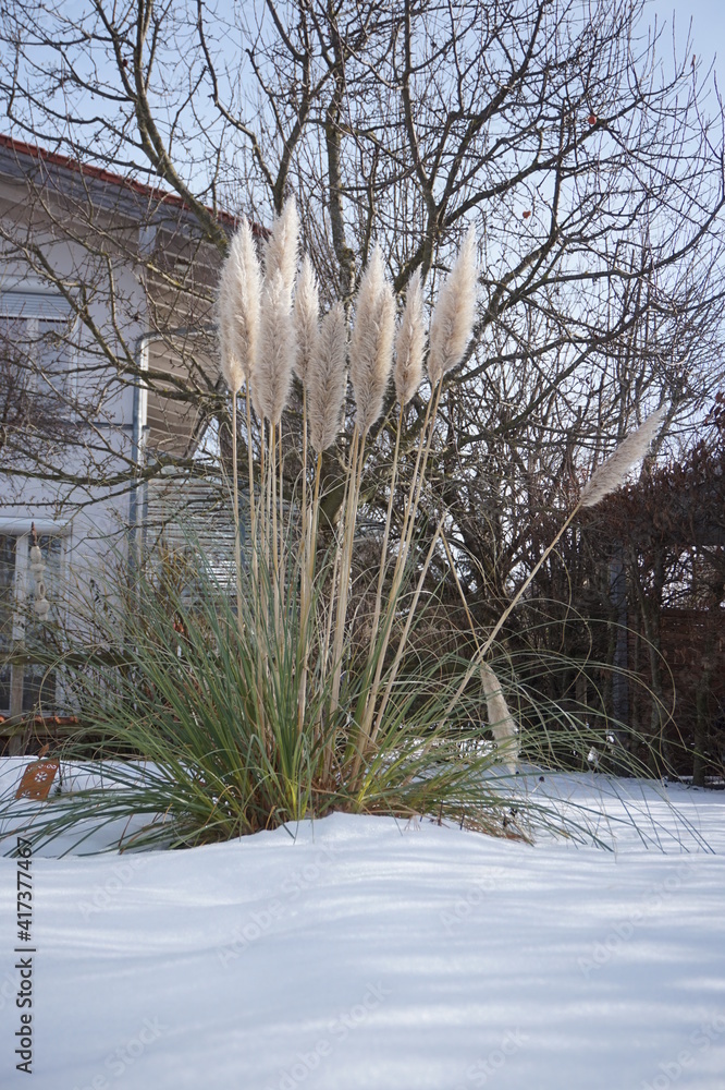 Wie Sieht Pampasgras Im Winter Aus Schönes Pampasgras im Winter Stock Photo | Adobe Stock