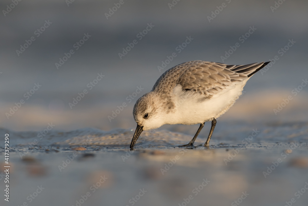 Obraz premium Sanderling (Calidris alba) looking for food on the beach of Hoek of Holland, photographed during the golden hour, with sunrise.