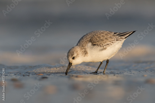 Sanderling (Calidris alba) looking for food on the beach of Hoek of Holland, photographed during the golden hour, with sunrise.