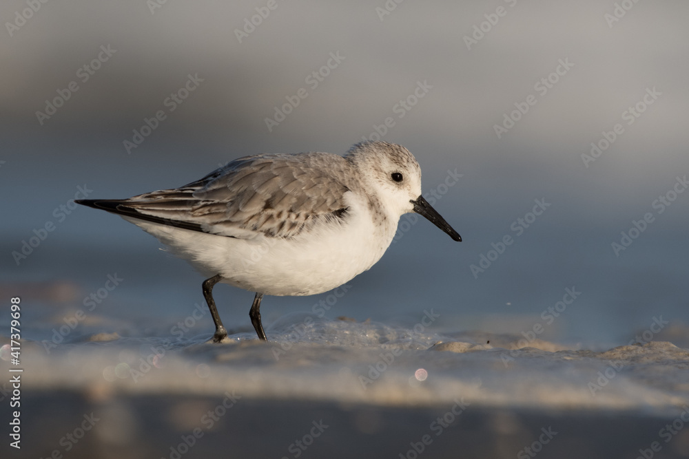 Obraz premium Sanderling (Calidris alba) looking for food on the beach of Hoek of Holland, photographed with sunrise.