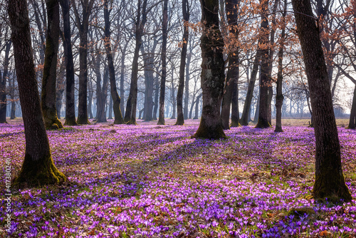 Blossoming of wild violet crocus or saffron flowers in the sunny flowering oak forest, amazing landscape, early spring in Europe