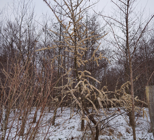 Winterspaziergang bei Seeham photo