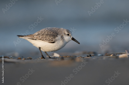 Sanderling (Calidris alba) looking for food on the beach of ijmuiden aan zee(The Netherlands), photographed with sunrise.