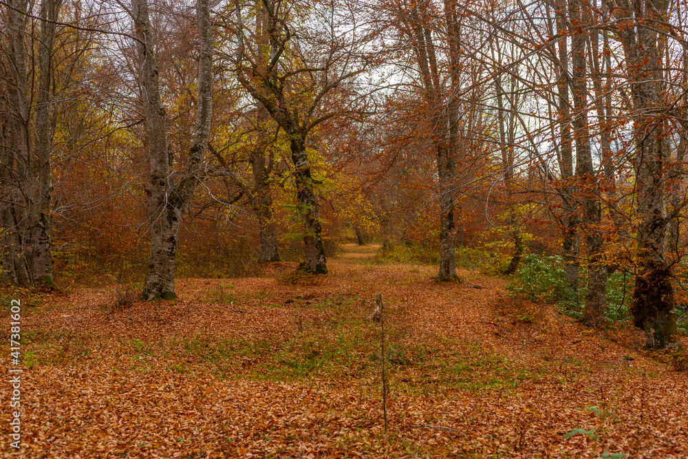 Western Black Sea plateaus and autumn colors Western Black Sea plateaus and autumn colors