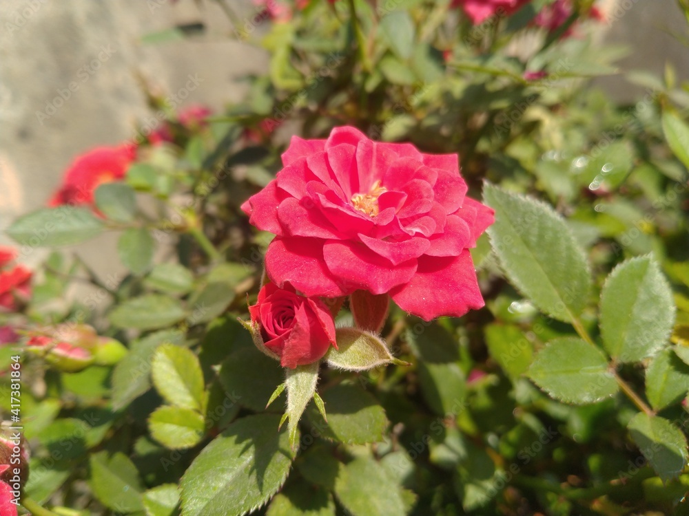 Red Rose Flower