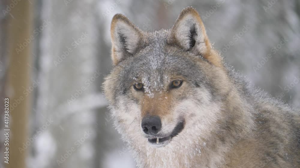 Goofy Scandinavian grey wolf under gentle snowfall in northern forest - Medium close-up shot Goofy Scandinavian grey wolf under gentle snowfall in northern forest - Medium close-up shot