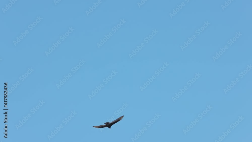Slow motion shot of wild Hawk hovering in flight during beautiful sunny day and clear blue sky. Track shot. Slow motion shot of wild Hawk hovering in flight during beautiful sunny day and clear blue sky. Track shot.