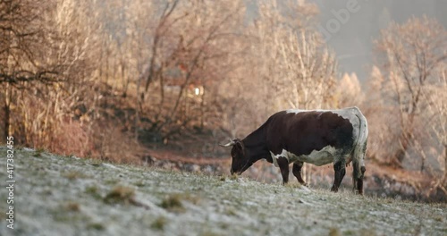 A brown cow eating grass on a freezing morning