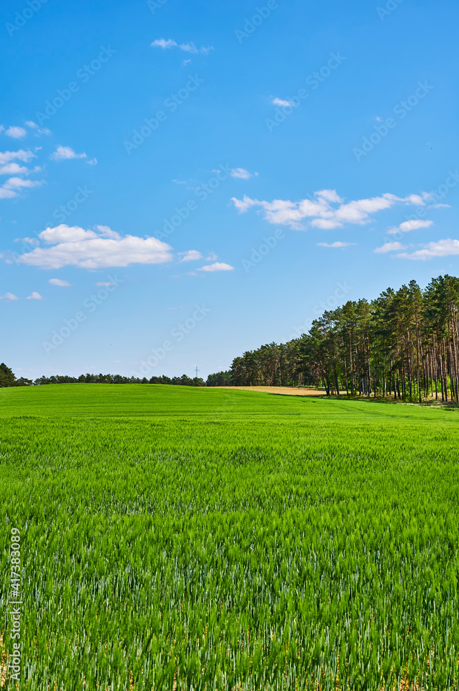 Fototapeta premium View over fields to a forest edge under a blue sky with white clouds.