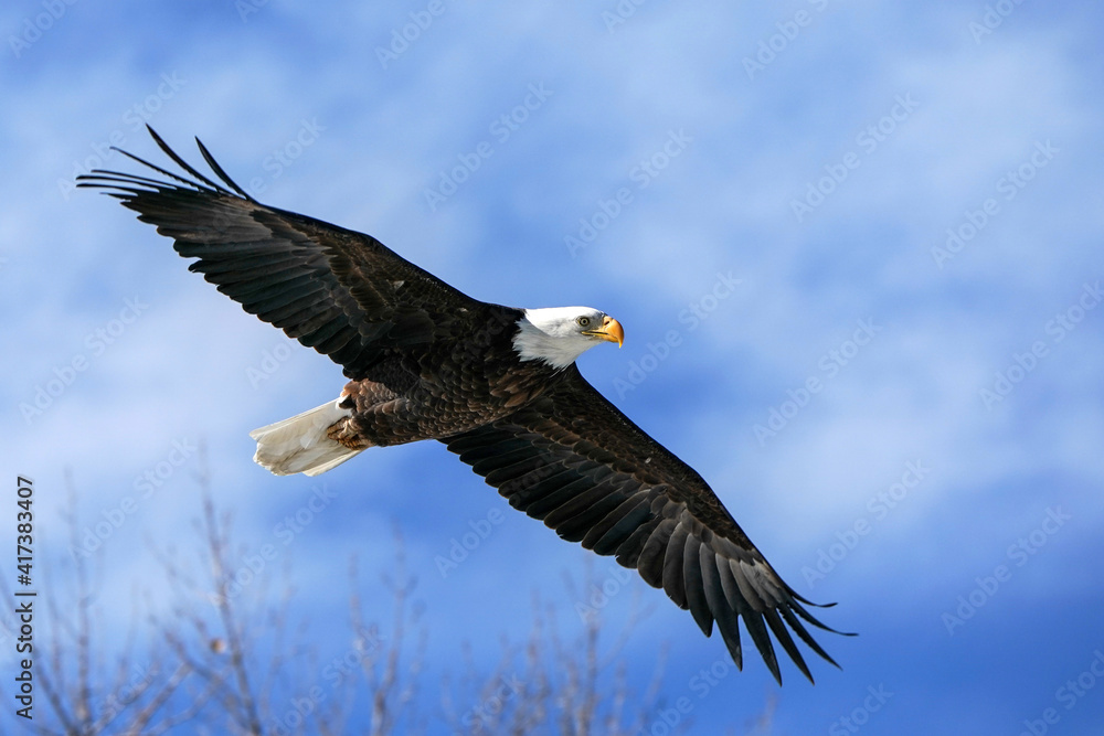 Obraz premium Flying Bald Eagle