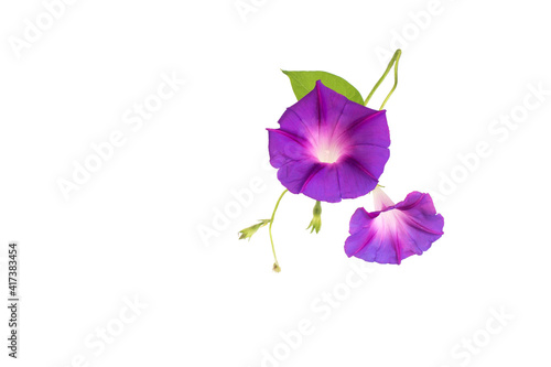 Foto Beautiful plant color is morning glory