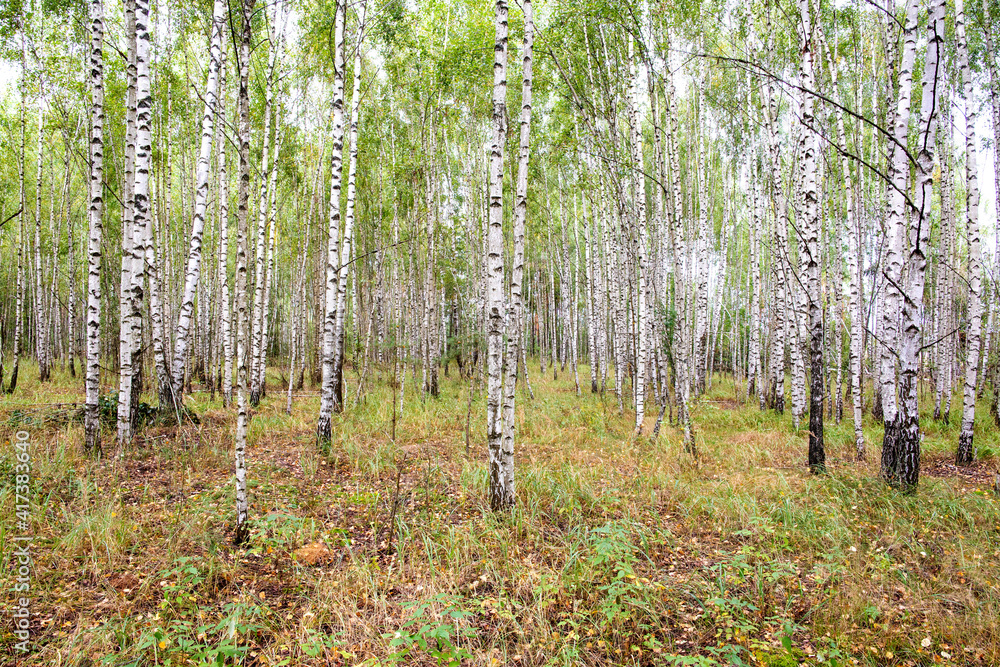 Young birch grove in the forest, background. Summer forest with young birch trees, landscape