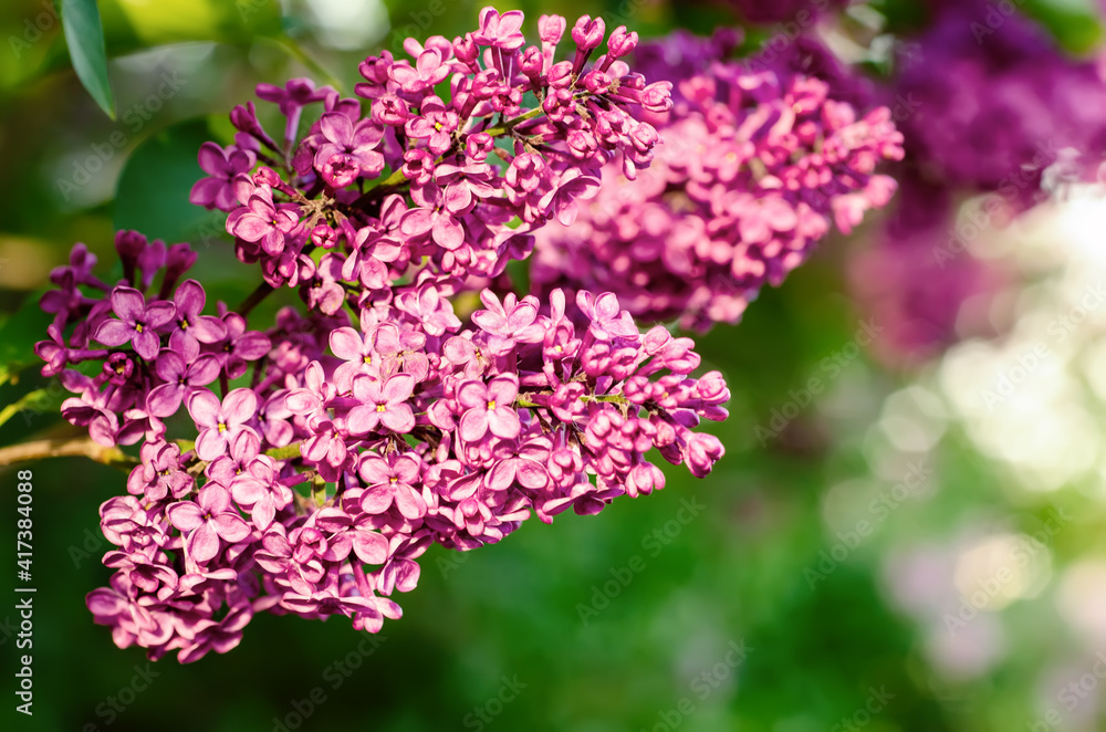 Obraz premium Spring lilac flowers