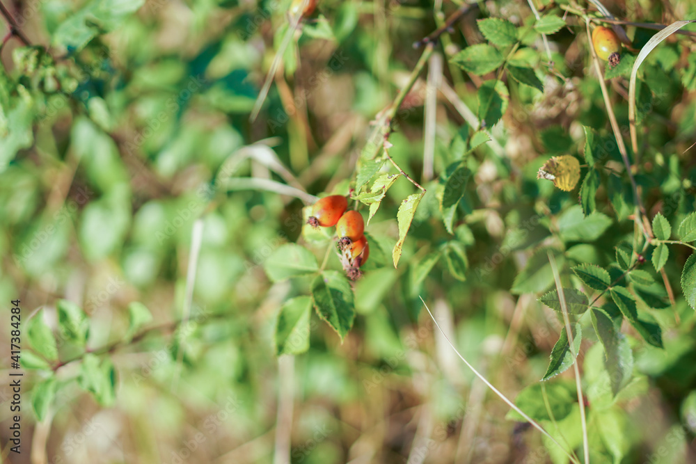 Freshly picked rose hips. Rose hip commonly known as the dog rose Freshly picked rose hips. Rose hip commonly known as the dog rose