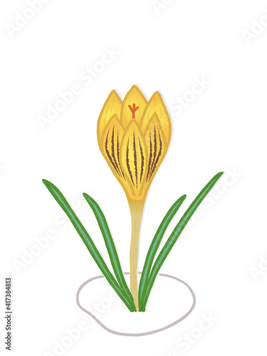 Early spring flower Golden Crocus grows on thawed patches. Bright sunny yellow hand-drawn in doodle style. Isolated on white background vector illustration.  For card, poster, sticker, package design.