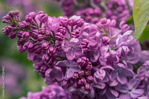 Spring lilac flowers