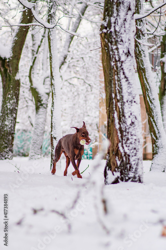 Doberman pinscher playing in a snowy park