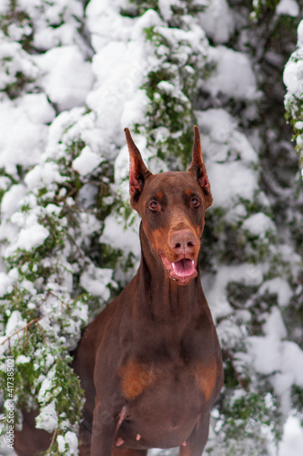 Doberman pinscher playing in a snowy park