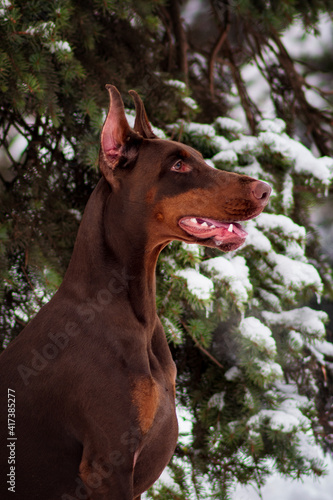 Doberman pinscher playing in a snowy park