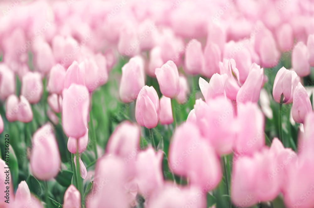 Spring blossoming light pink tulips, springtime flower background, pastel and soft floral card, shallow DOF, toned Spring blossoming light pink tulips, springtime flower background, pastel and soft floral card, shallow DOF, toned