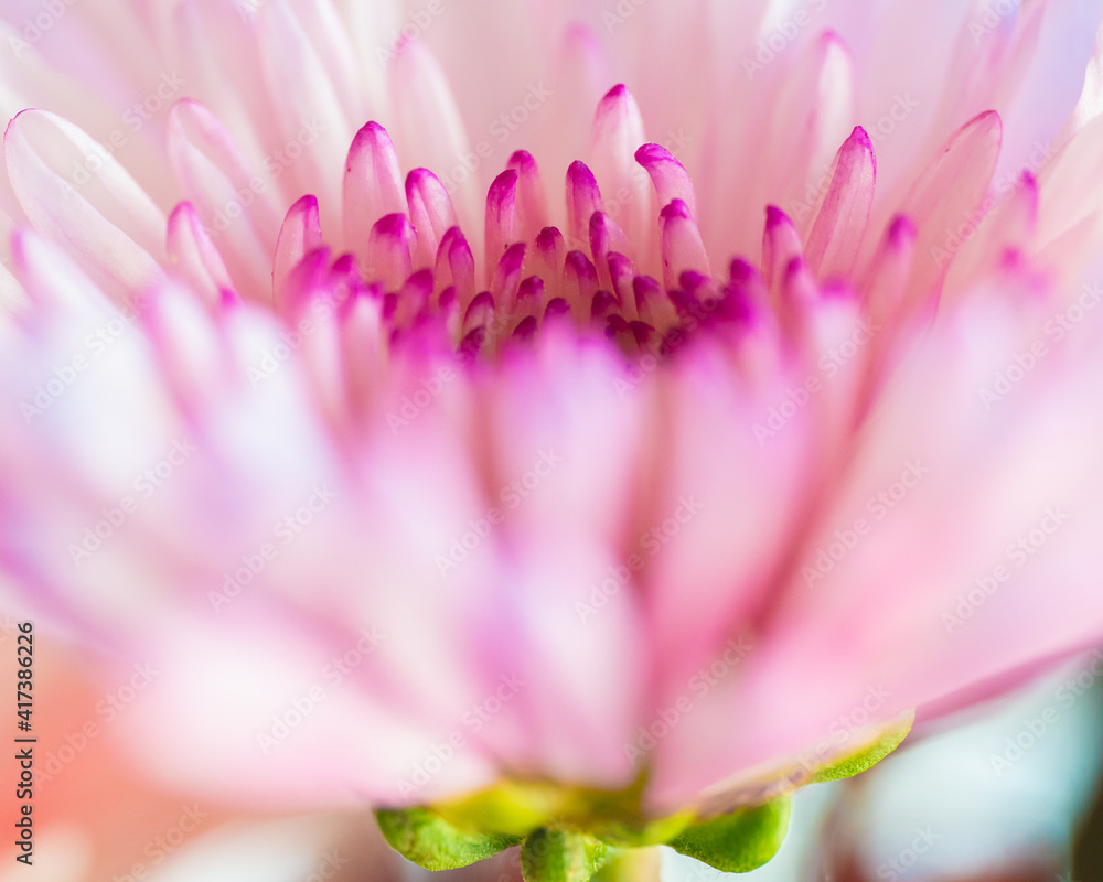 Extreme close-up macro image of a pink flower blossom