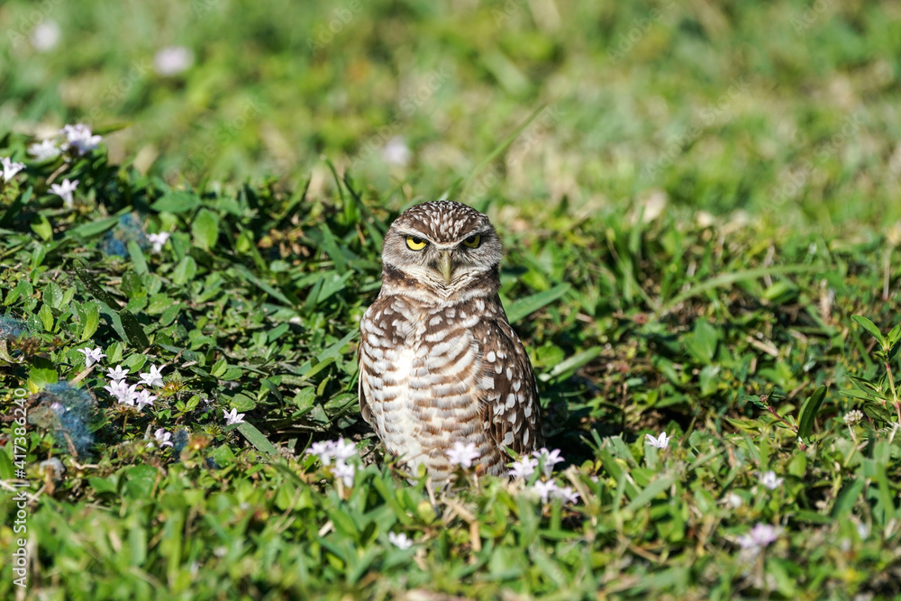 Burrowing Owl Pose