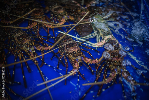  Fresh lobster for sale in Lan Pho Seafood Market, Ban Na Kluea, Pattaya, Thailand.