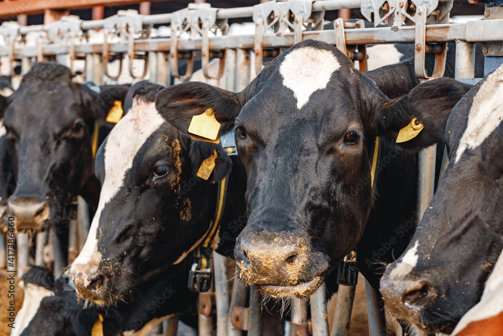 Black and white spotty cows on a farm