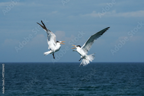 Tern Chatter