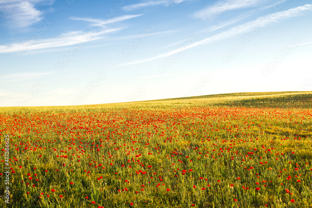 Red poppies field blooming