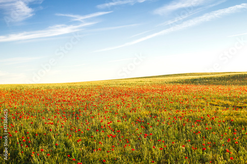 Red poppies field blooming