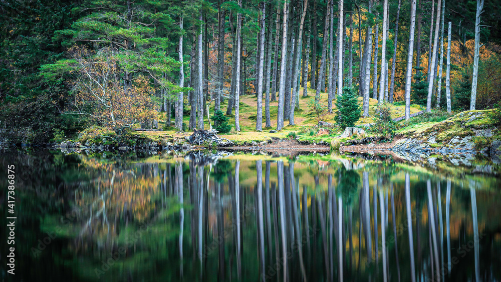 Reflection of trees in the lake.Tarn Hows, Lake District, Cumbria, UK.Pristine environment.Tranquil landscape scenery.The beauty of nature.