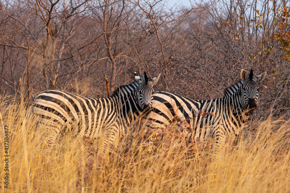 Obraz premium Double Vision