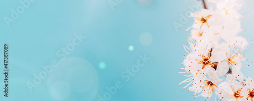 Sakura flower, spring blossom and April floral nature on blue background. Banner for 8 march, Happy Easter with place for text. Springtime concept for greeting cards with copy space.