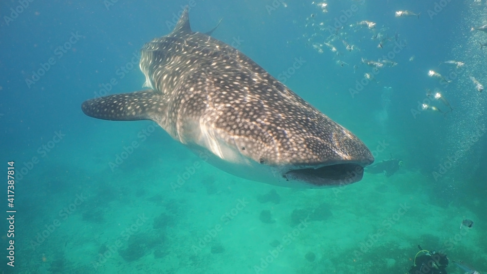 Fototapeta premium Whale Shark swimming in the clear blue water. Rhincodon typus. Whale shark underwater. Philippines, Oslob.. Wonderful and beautiful underwater world.