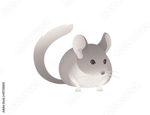 Little grey chinchilla cute fluffy pet cartoon animal design vector illustration isolated on white background