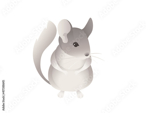 Little grey chinchilla cute fluffy pet cartoon animal design vector illustration isolated on white background