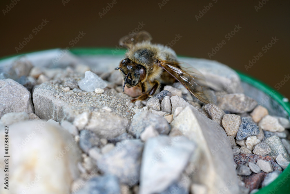Obraz premium European bees photographed with the macro lens as a close-up