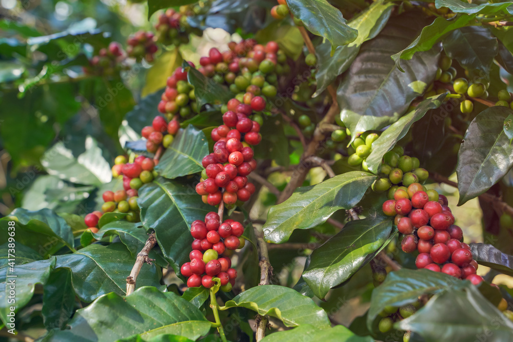 Close-up view of Arabica coffee beans ripe on red berry branches, industrial agriculture on trees in northern Thailand.