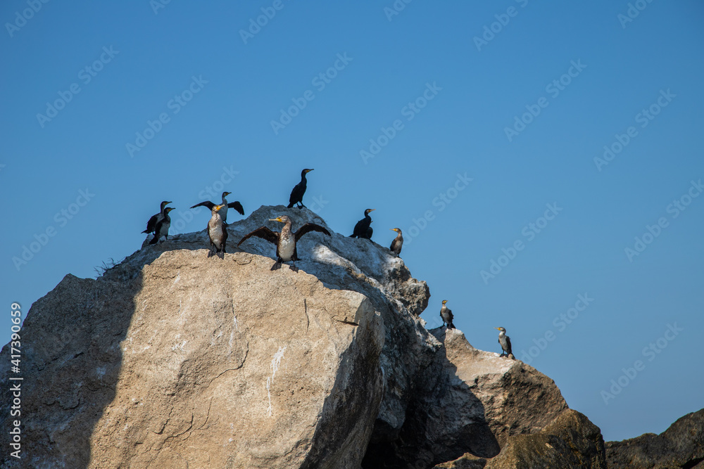 cormorant birds sit on a rock