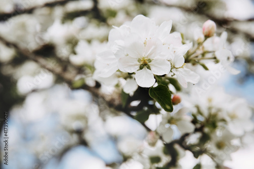 Fototapeta Naklejka Na Ścianę i Meble -  Apple tree blossom, close up image.