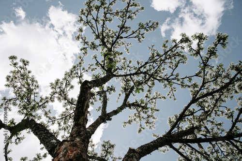 Apple tree against blue sky background.