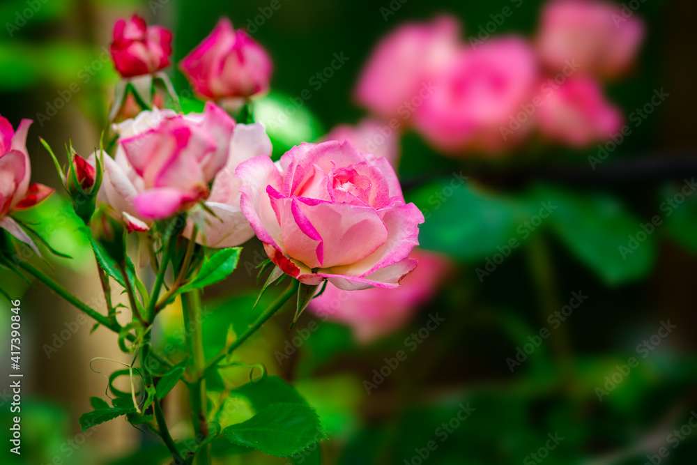 A Rose flowers on the nature background