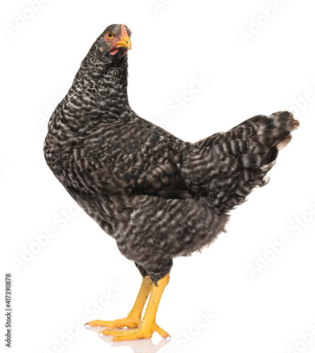 one black chicken isolated on white background, studio shoot